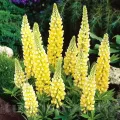 Bulbi Lupin Galben