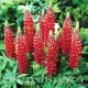 bulbi lupin rosu intens floare perena