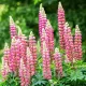bulbi lupin roz pastel floare gradina