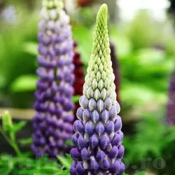 Bulbi Lupin Albastru