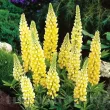 floare lupinus galben chandelier perena 110x110