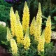 floare lupinus galben chandelier perena