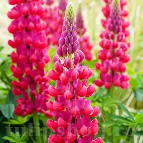 floare lupinus rosu my castle perena