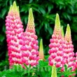 Bulbi Lupin Roz floare lupinus roz the chatelaine gradina 110x110