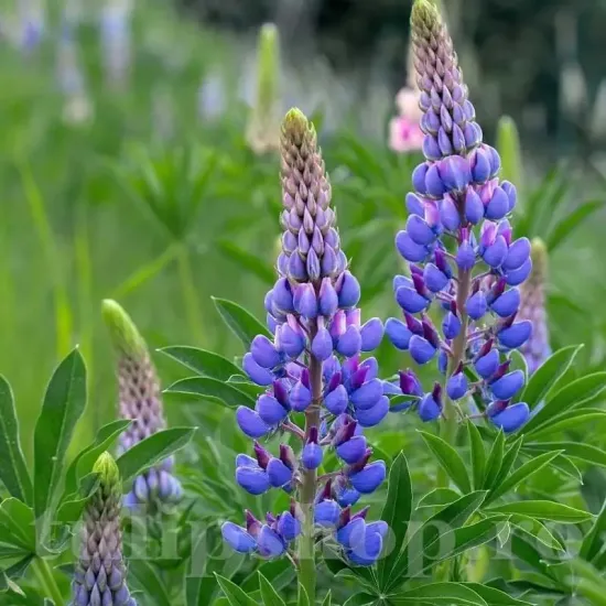 lupin albastru intens rizomi plantare primavara