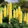 lupin galben rizomi plantare soare 110x110