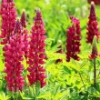Bulbi Lupin Rosu lupin rosu rizomi plantare primavara soare 110x110