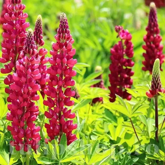 lupin rosu rizomi plantare primavara soare