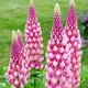 lupin roz rizomi plantare borduri flori