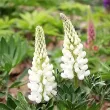 Bulbi Lupin Alb radacina lupin alb pachet plantare 110x110