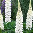 Bulbi Lupin Alb radacini lupin alb lupinus polyphyllus peren 110x110