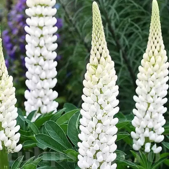radacini lupin alb lupinus polyphyllus peren