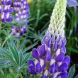 radacini lupin albastru lupinus polyphyllus gradina 110x110