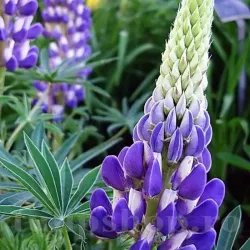 Bulbi Lupin Albastru