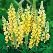 radacini lupin galben lupinus polyphyllus gradina 110x110