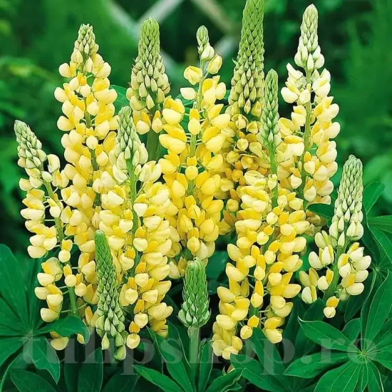 radacini lupin galben lupinus polyphyllus gradina