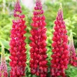 Bulbi Lupin Rosu radacini lupin rosu lupinus polyphyllus gradina 110x110