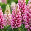 Bulbi Lupin Roz radacini lupin roz lupinus polyphyllus peren 110x110