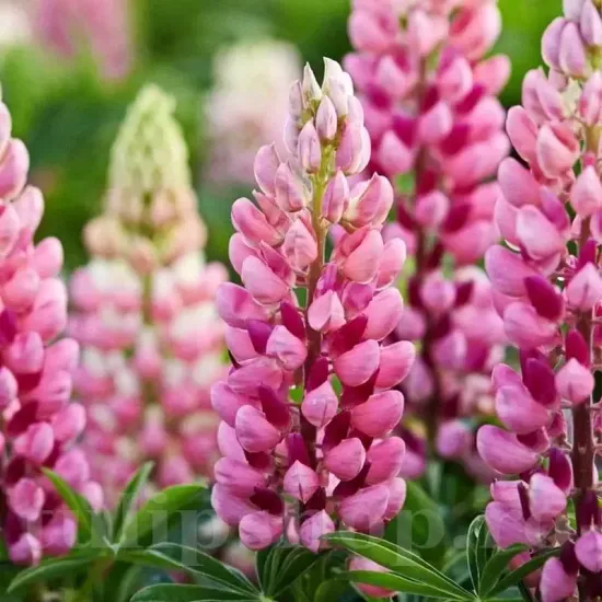 radacini lupin roz lupinus polyphyllus peren