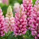 radacini lupin roz lupinus polyphyllus peren