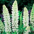Bulbi Lupin Alb rizomi lupin alb noble maiden pentru gradina 110x110
