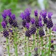 Bulbi Muscari Comosum bulbi de toamna muscari comosum aspect ciuf premium 110x110