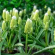 Bulbi Muscari Lady Madonna bulbi de toamna muscari lady madonna premium 110x110