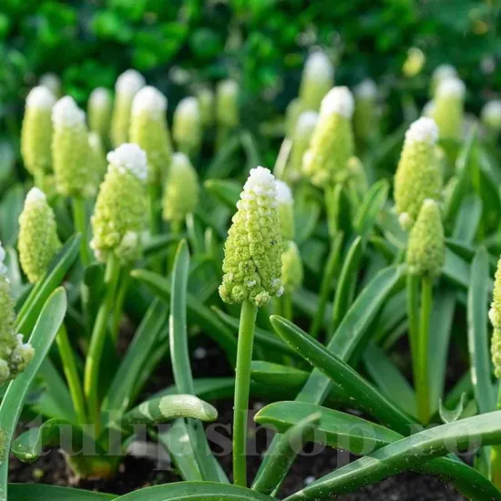 Bulbi Muscari Lady Madonna bulbi de toamna muscari lady madonna premium