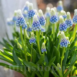 Bulbi Muscari Mountain Lady
