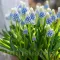 Bulbi Muscari Mountain Lady