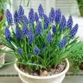 Bulbi Muscari Armeniacum