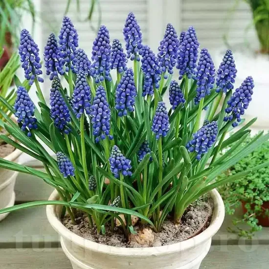bulbi muscari armeniacum albastru
