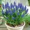 Bulbi Muscari Armeniacum