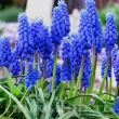 bulbi muscari armeniacum plantare gradina 110x110