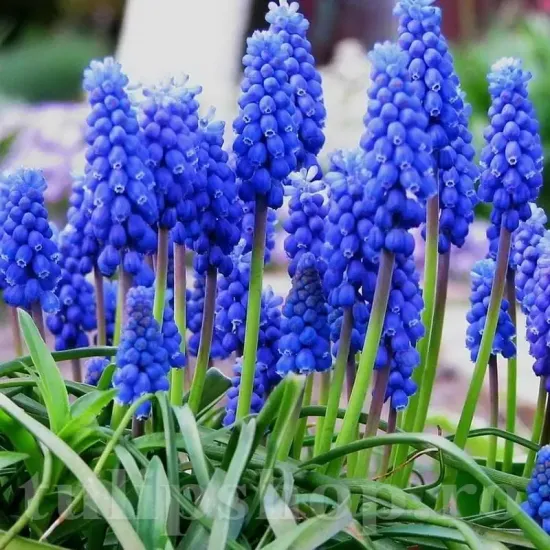 bulbi muscari armeniacum plantare gradina