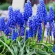 bulbi muscari armeniacum plantare gradina