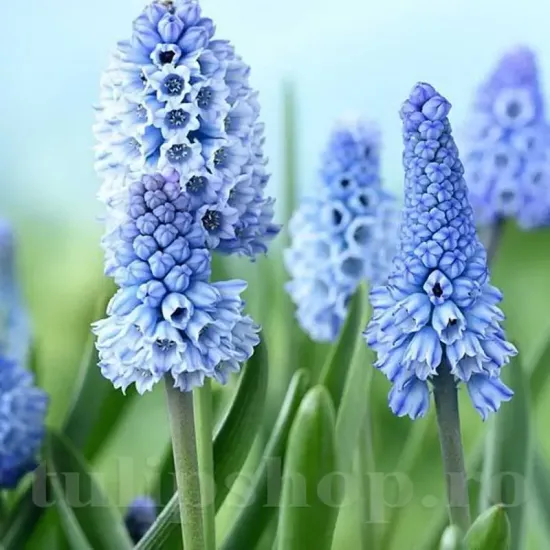 bulbi muscari azureum
