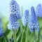 Bulbi Muscari Azureum