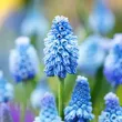 Bulbi Muscari Azureum bulbi muscari azureum plantare gradina 110x110