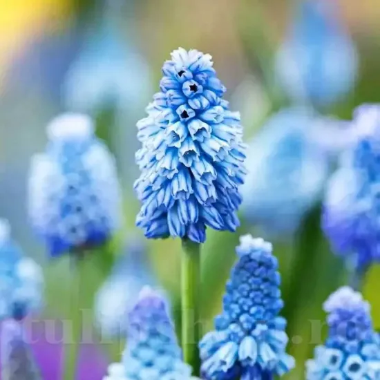 Bulbi Muscari Azureum bulbi muscari azureum plantare gradina