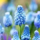 Bulbi Muscari Azureum bulbi muscari azureum plantare gradina