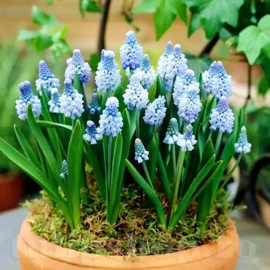 bulbi muscari azureum3