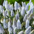 bulbi muscari babys breath albastru pal 110x110