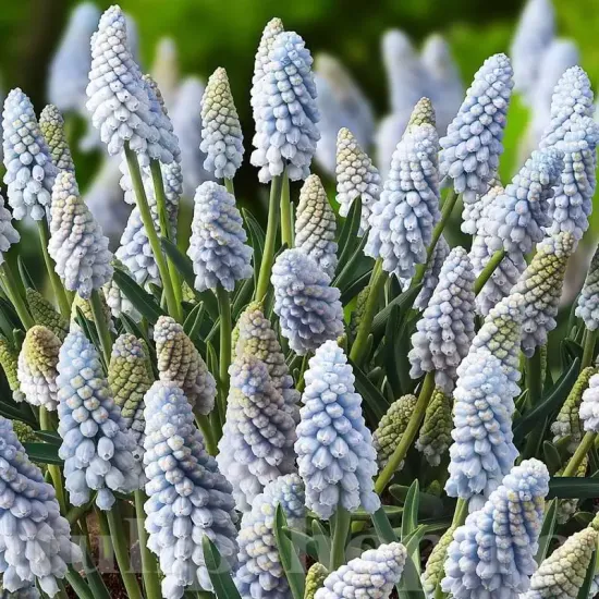 bulbi muscari babys breath albastru pal