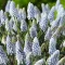 Bulbi Muscari Baby's Breath