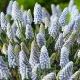 bulbi muscari babys breath albastru pal
