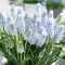 Bulbi Muscari Baby's Breath