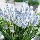 bulbi muscari babys breath decor gradina