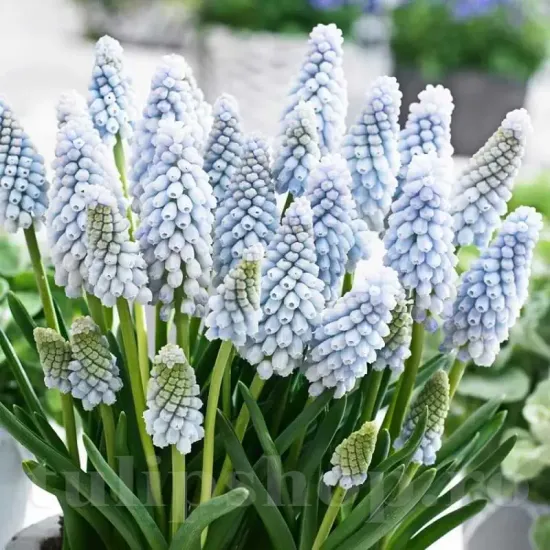 bulbi muscari babys breath2