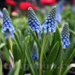 Bulbi Muscari Big Smile bulbi muscari big smile albastru intens 110x110